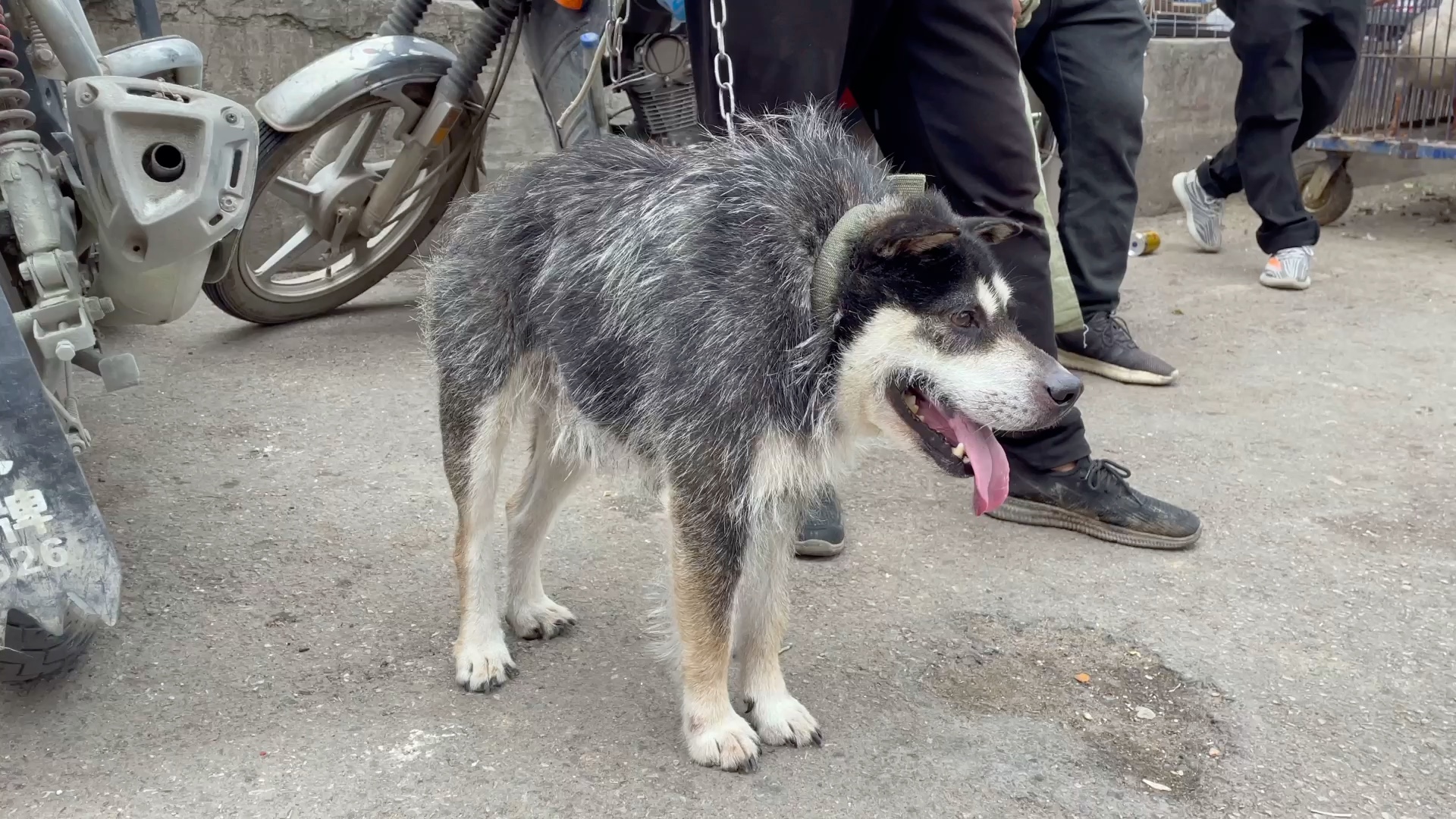 浓缩版"两厢狗",配备2.0t四腿版涡轮增压,百公里油耗仅一口狗粮