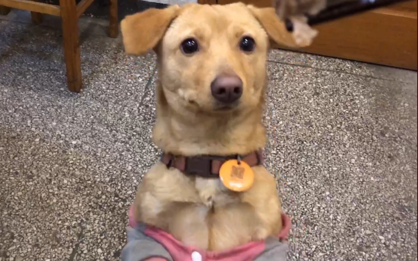 卑微平头狗在线求嗦面