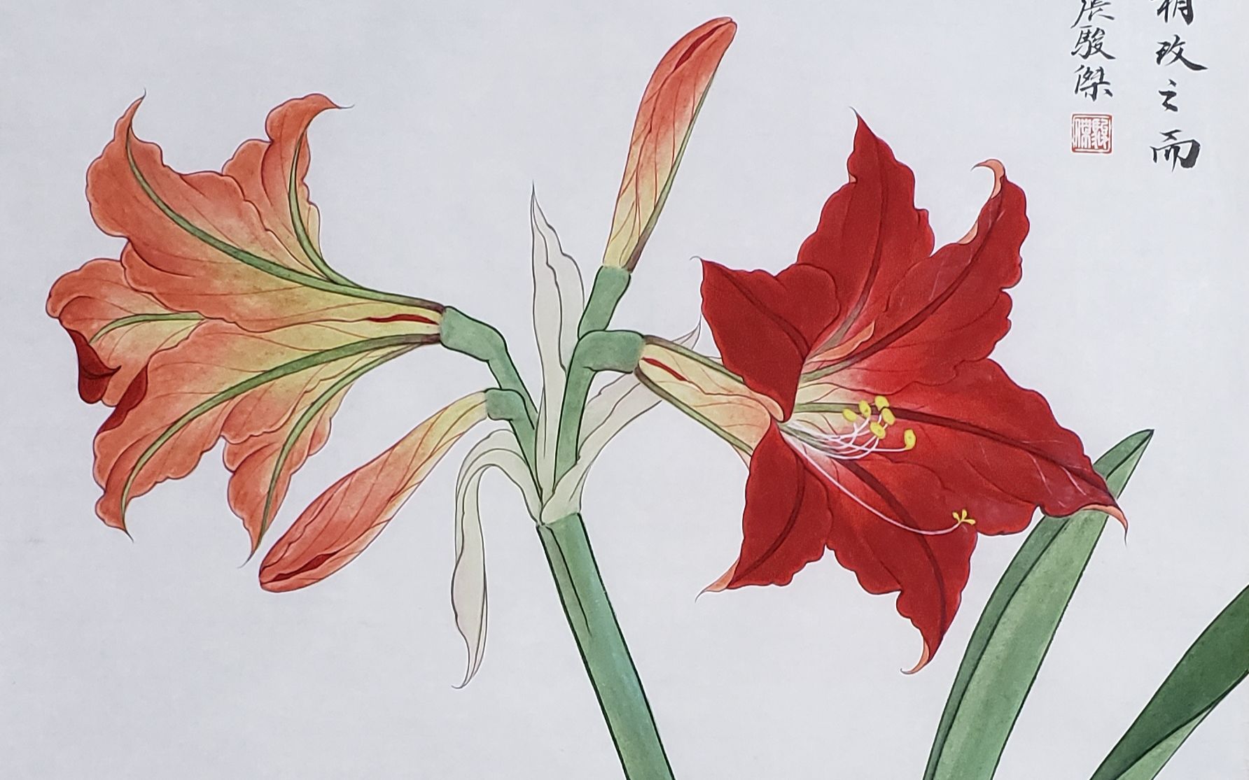 国画《朱顶红》(二)双勾设色工笔花卉着染创作过程【见田斋】