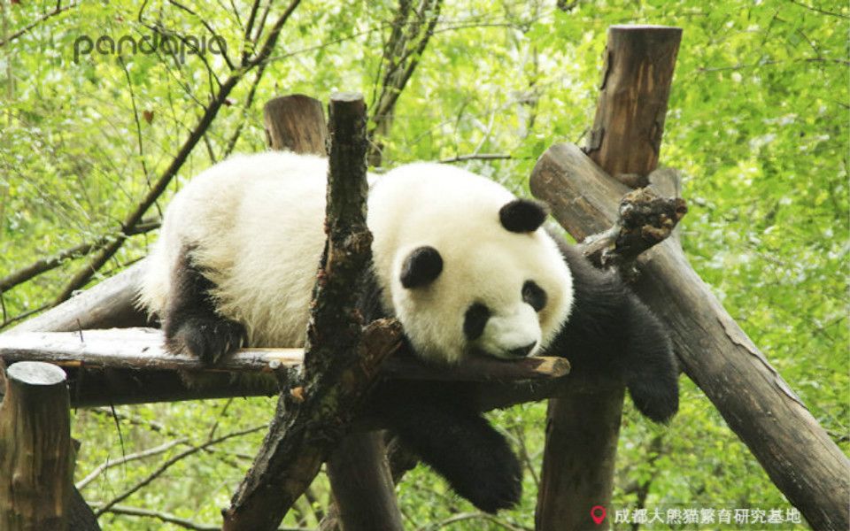 20190311《大熊猫科琳科豆川仔》奶爸,快来呀,我的下午茶呢?_哔哩哔哩