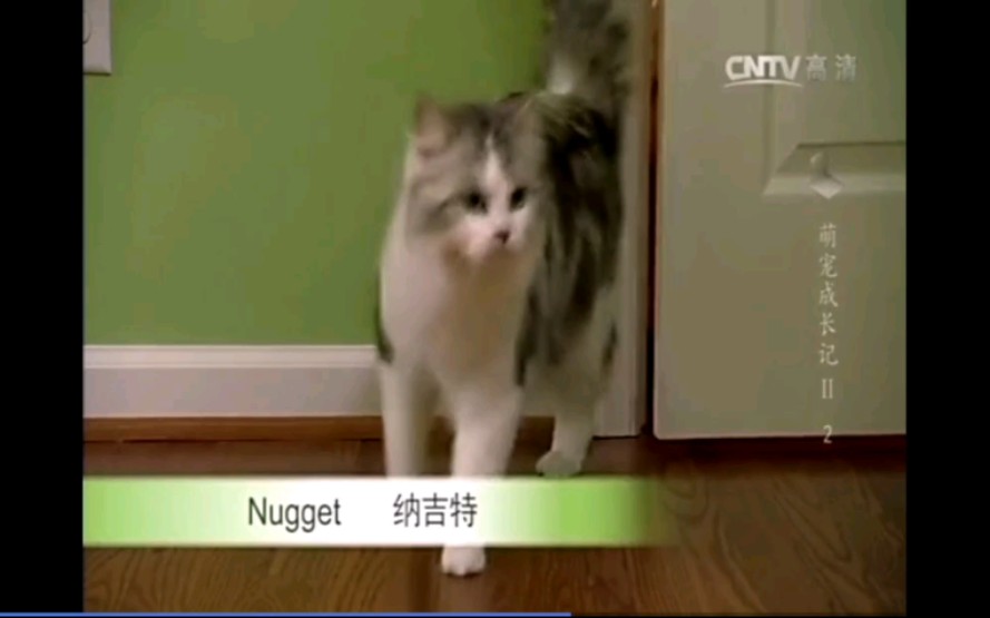 [图]褴褛猫《萌宠成长记第二季》