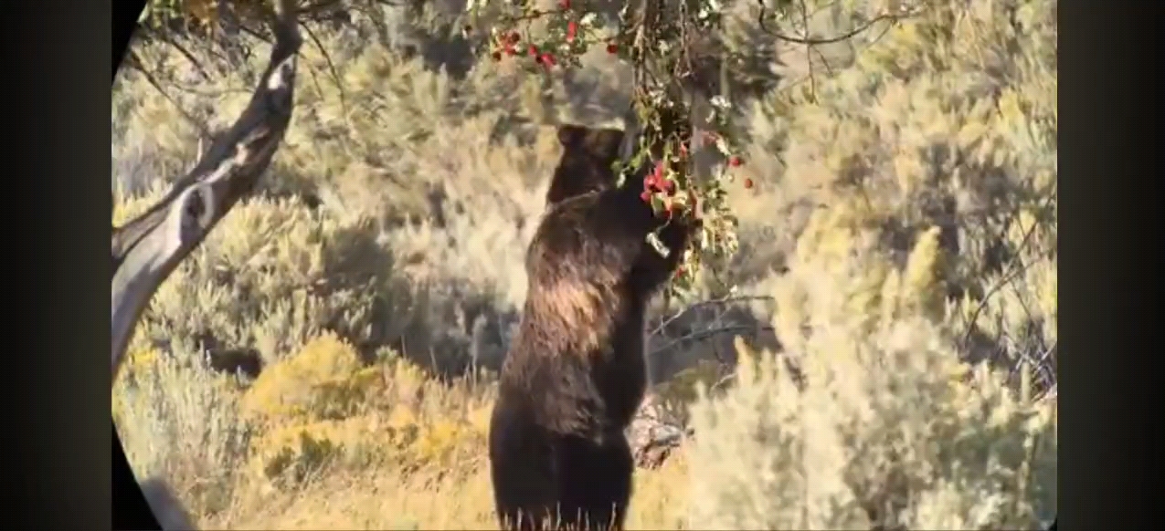 【加拿大】灰熊直立进食浆果