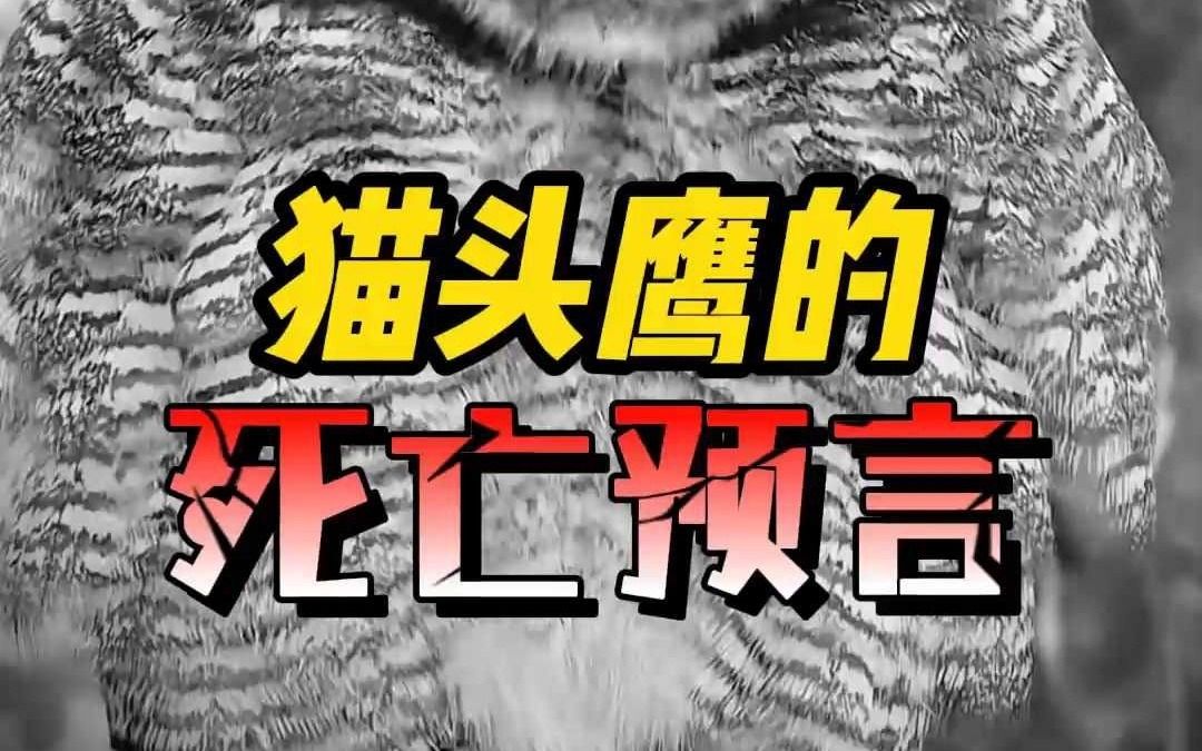 猫头鹰预示死亡,真不一定是迷信哔哩哔哩bilibili