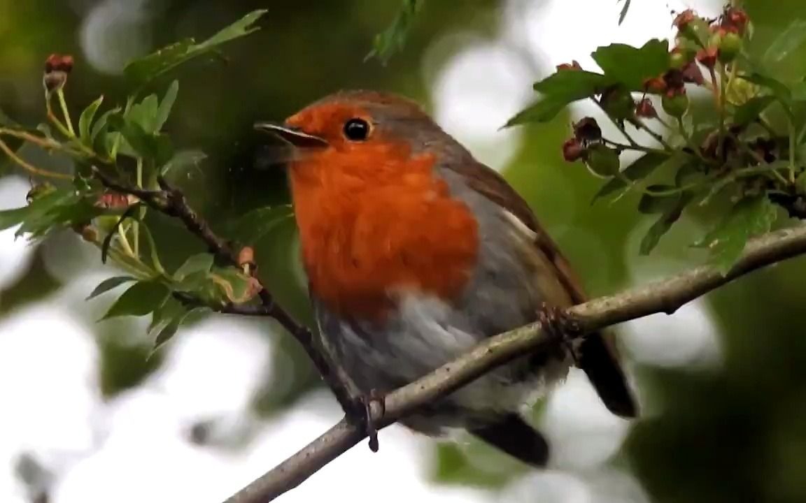 【自然】 robin bird 罗宾鸟