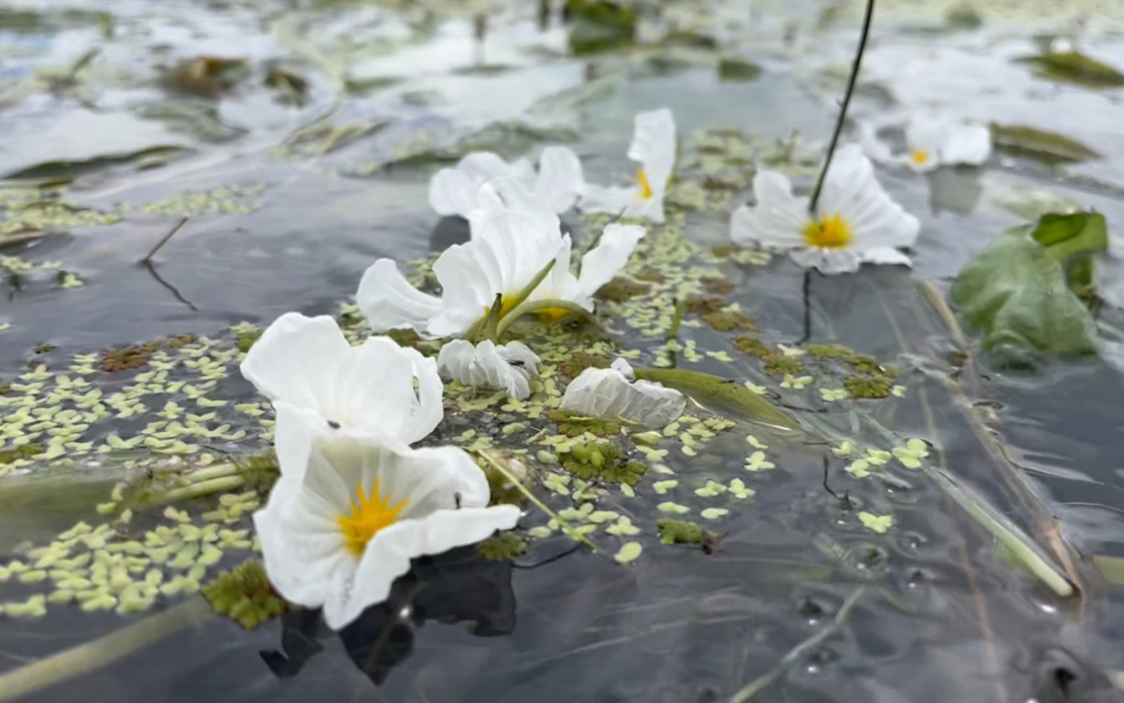 洱海的水性杨花.明明是纯白的,娇柔的,身如浮萍不能自保的.