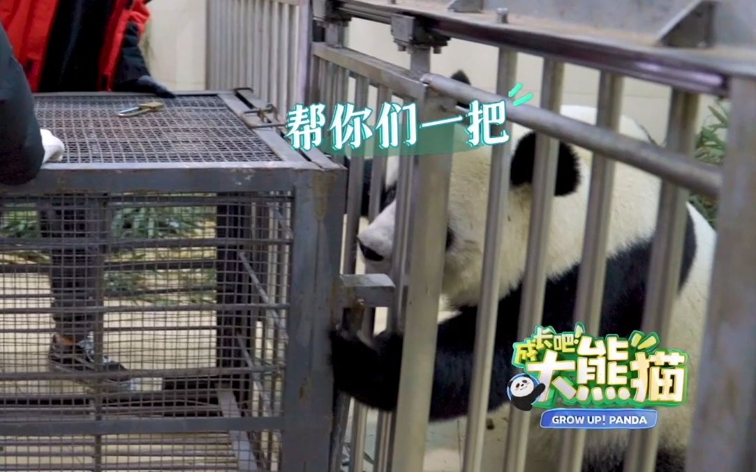 [图]【成长吧大熊猫】 看“奶爸”们搬笼子太辛苦了，畅妹儿果断地搭了把手“我来帮你们一把！”