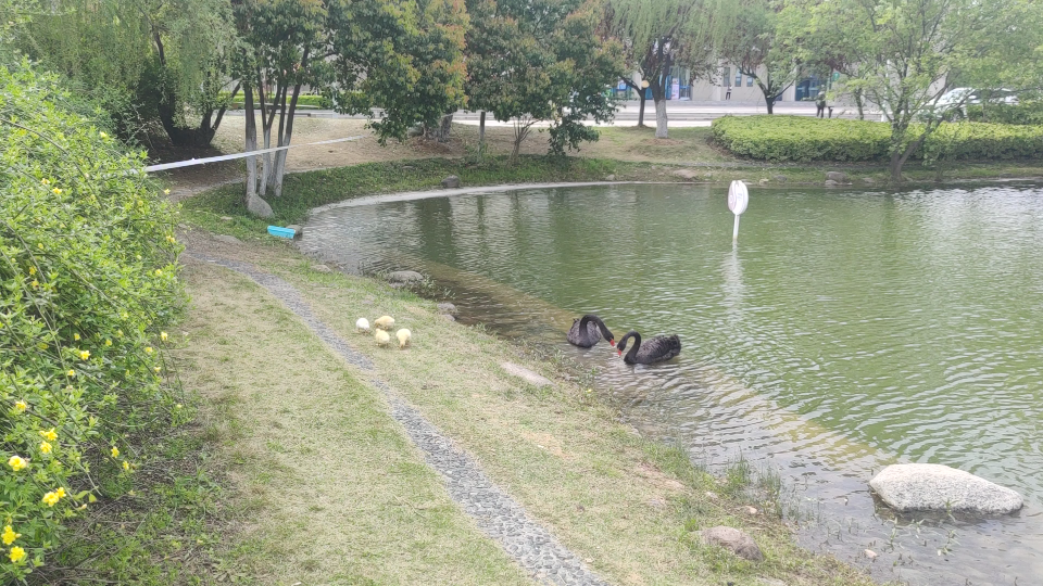 安徽大学黑天鹅图片