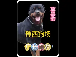 Download Video: 黑豹太猛了，一巴掌拍死恶霸犬，豫西小丁靠它称霸狗场！