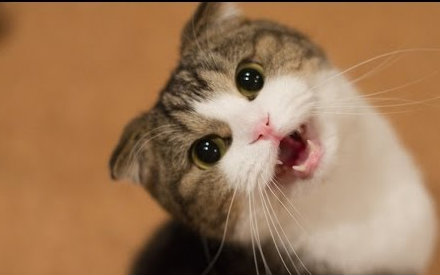 【猫奴福利】小奶喵叫声合集~酥到不能自拔@油兔不二字幕组