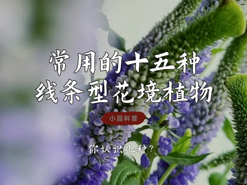 常用的十五种线条型花境植物,你知道几种?哔哩哔哩bilibili