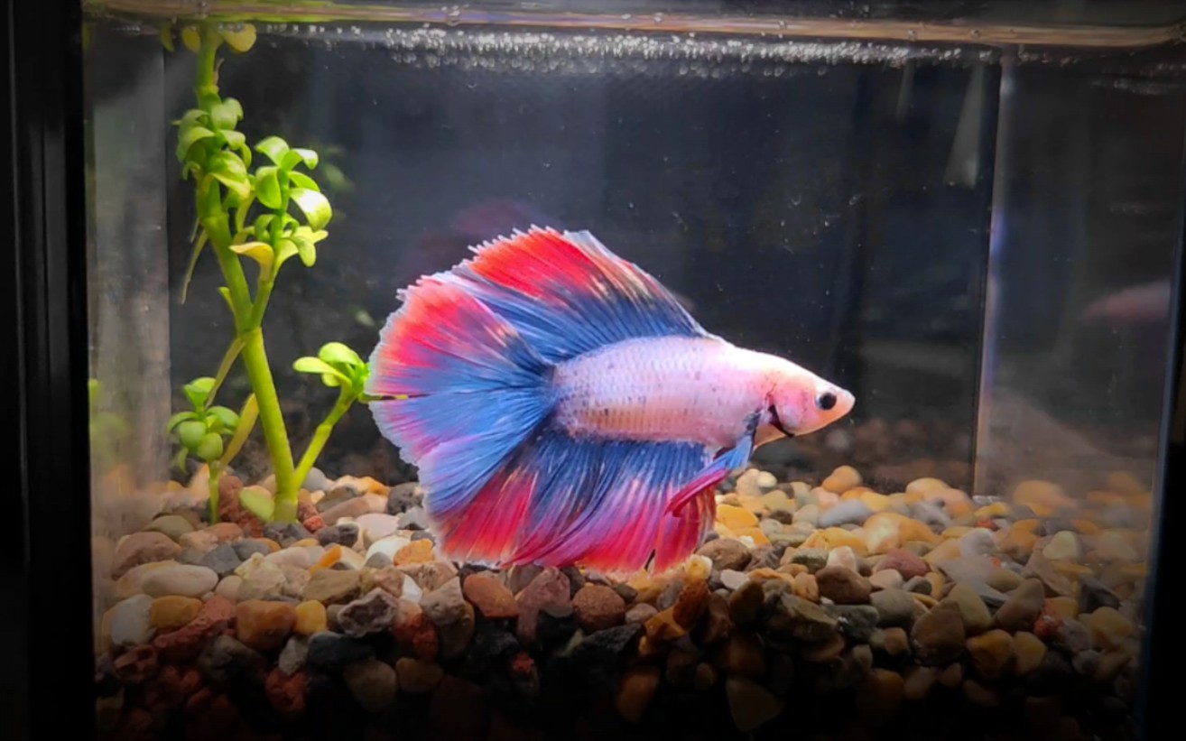 第一次养泰国斗鱼,他好美,精灵色