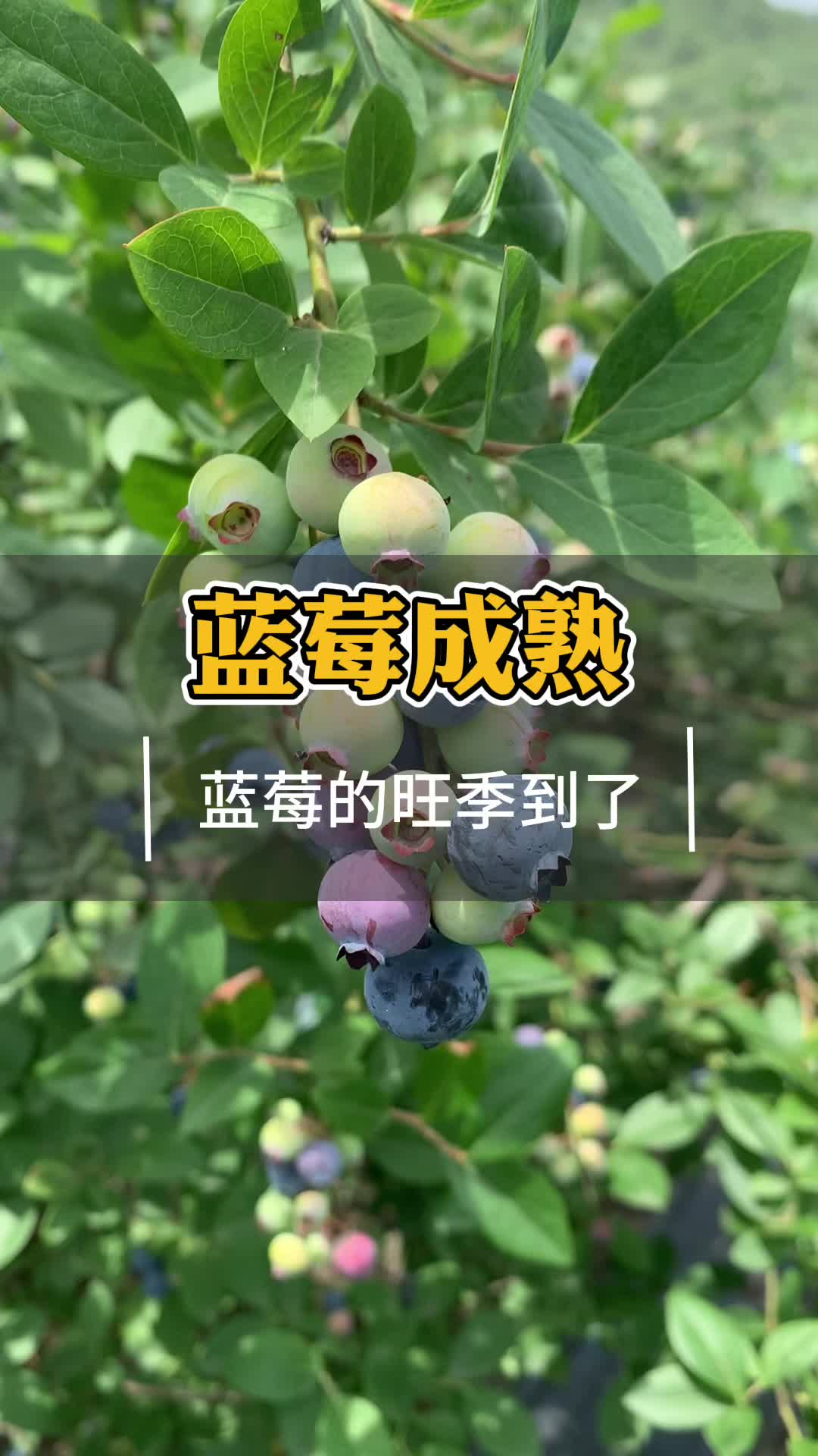 蓝莓采摘成熟是在什么时间哔哩哔哩bilibili