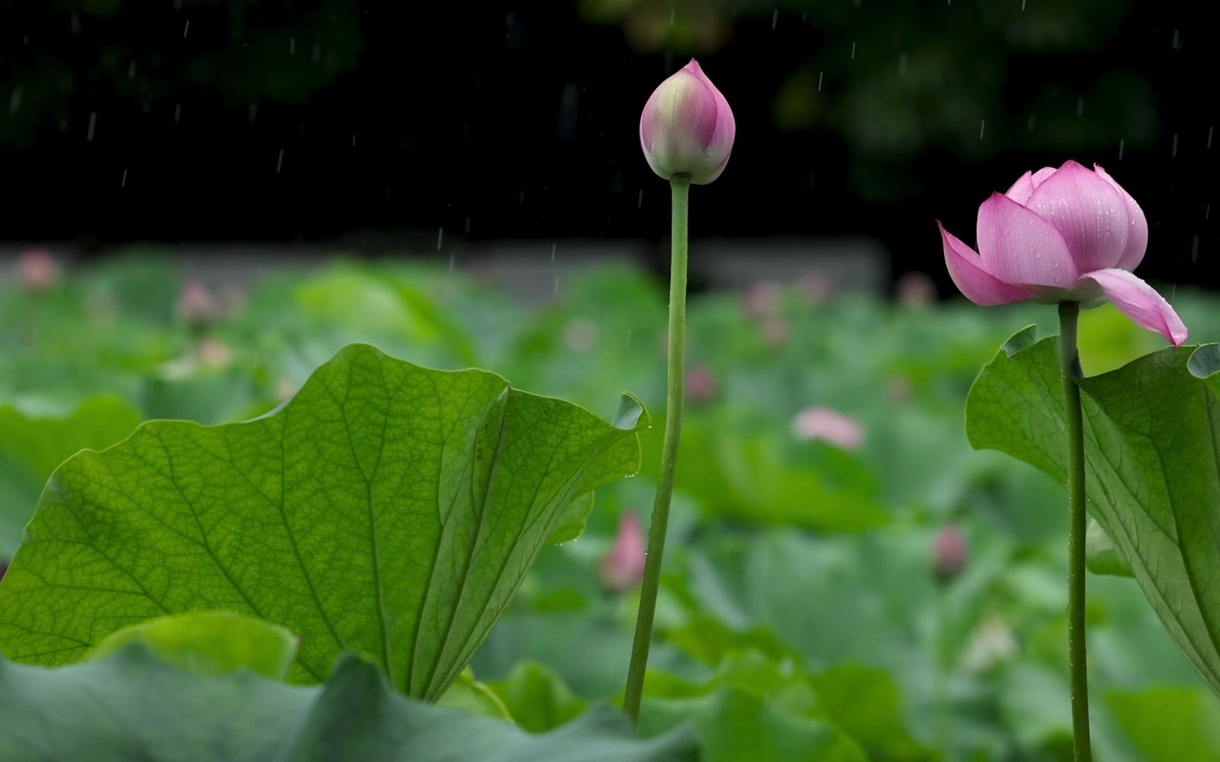 [图]雨后的荷塘