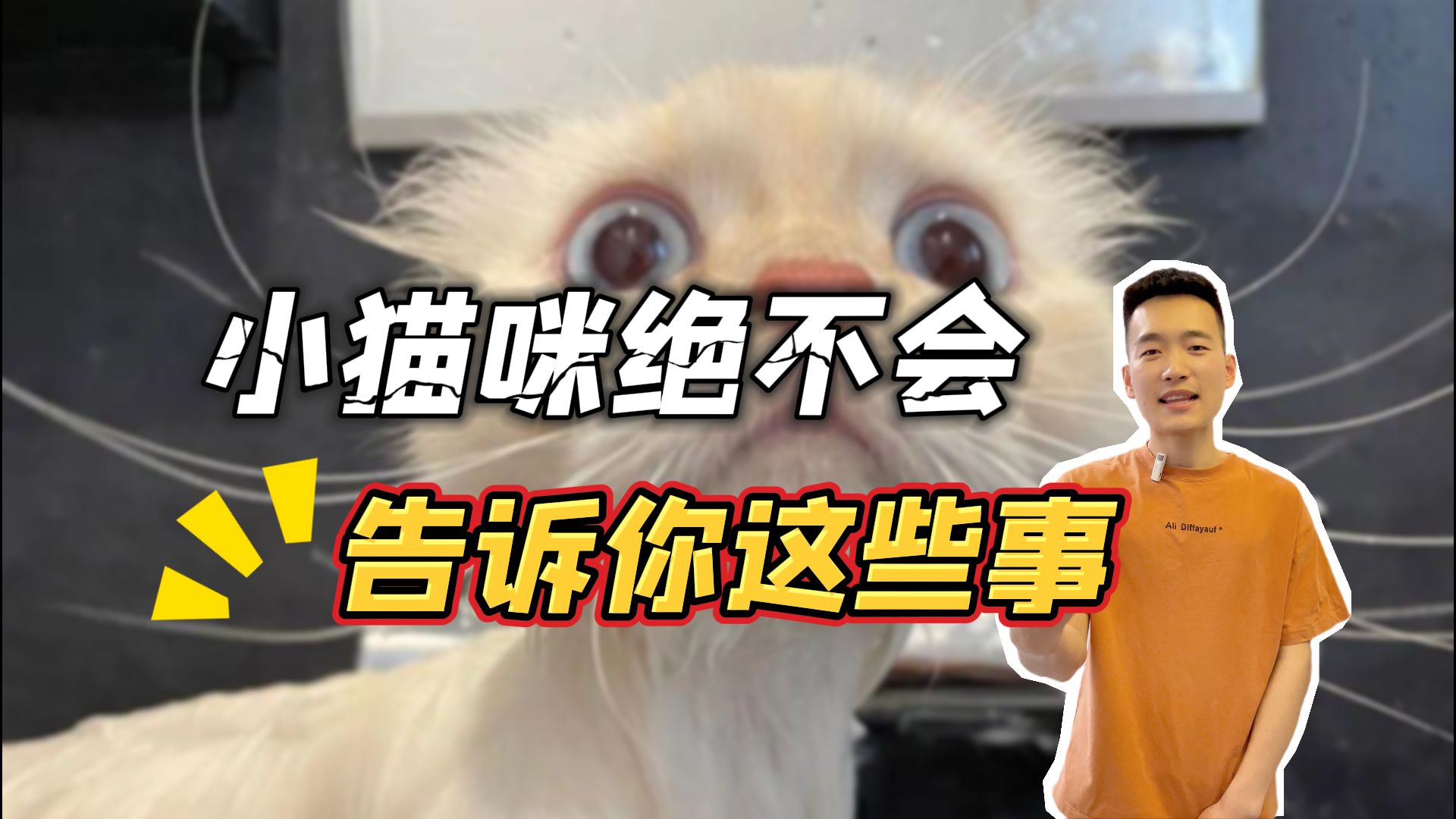 猫咪:我有很多小秘密,就不告诉你!哔哩哔哩bilibili