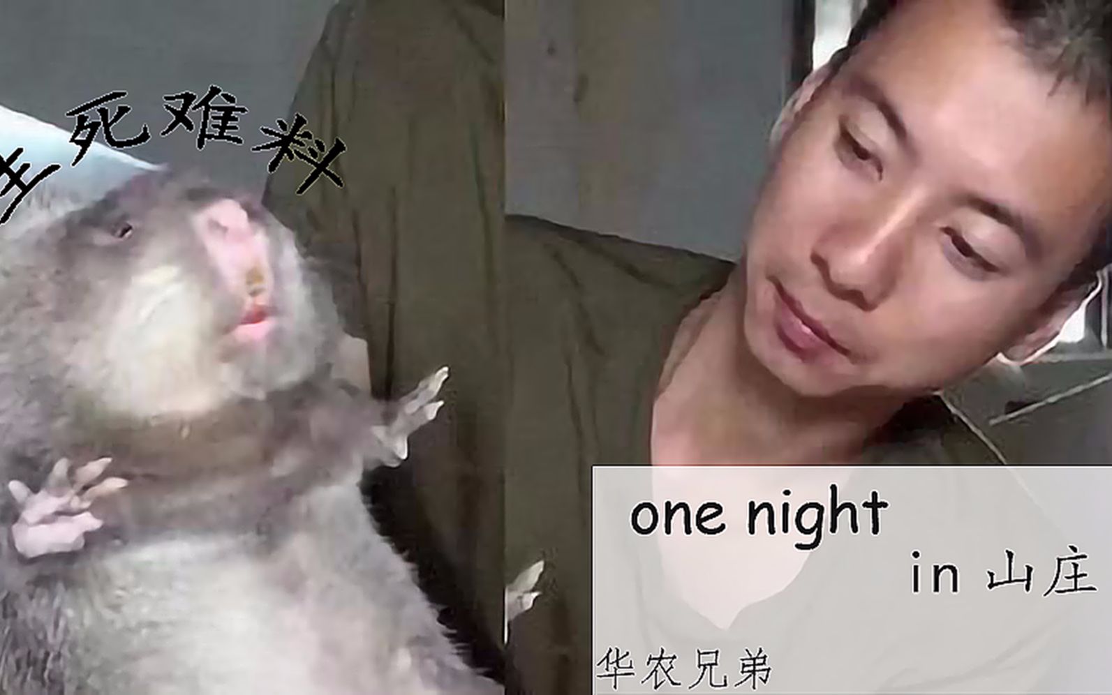 【华农兄弟】one night in 毙鼠山庄哔哩哔哩bilibili