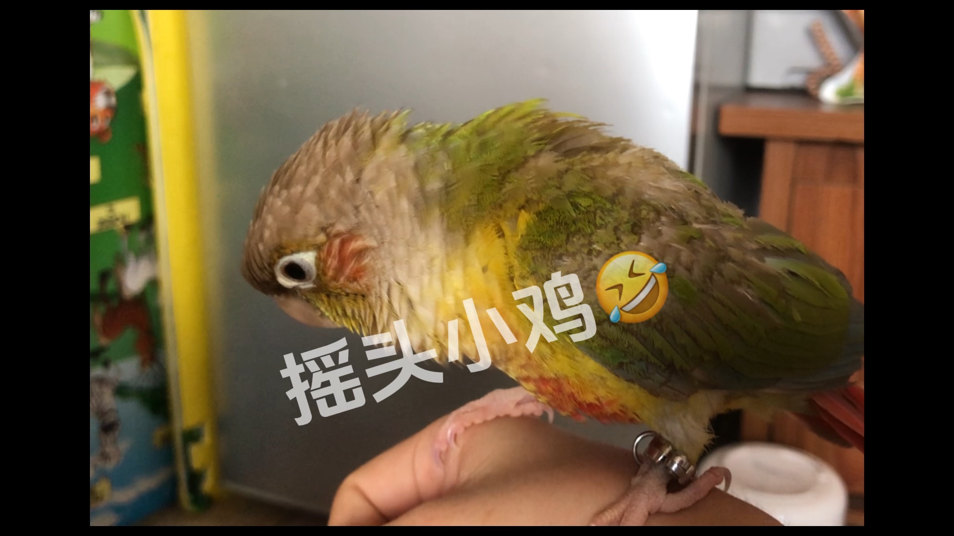 92摇摆的小鸟~绿颊锥尾鹦鹉的生活点滴