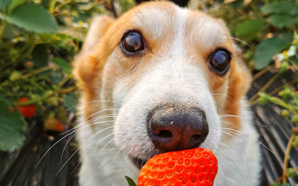 看到吃不到,狗子心好慌!