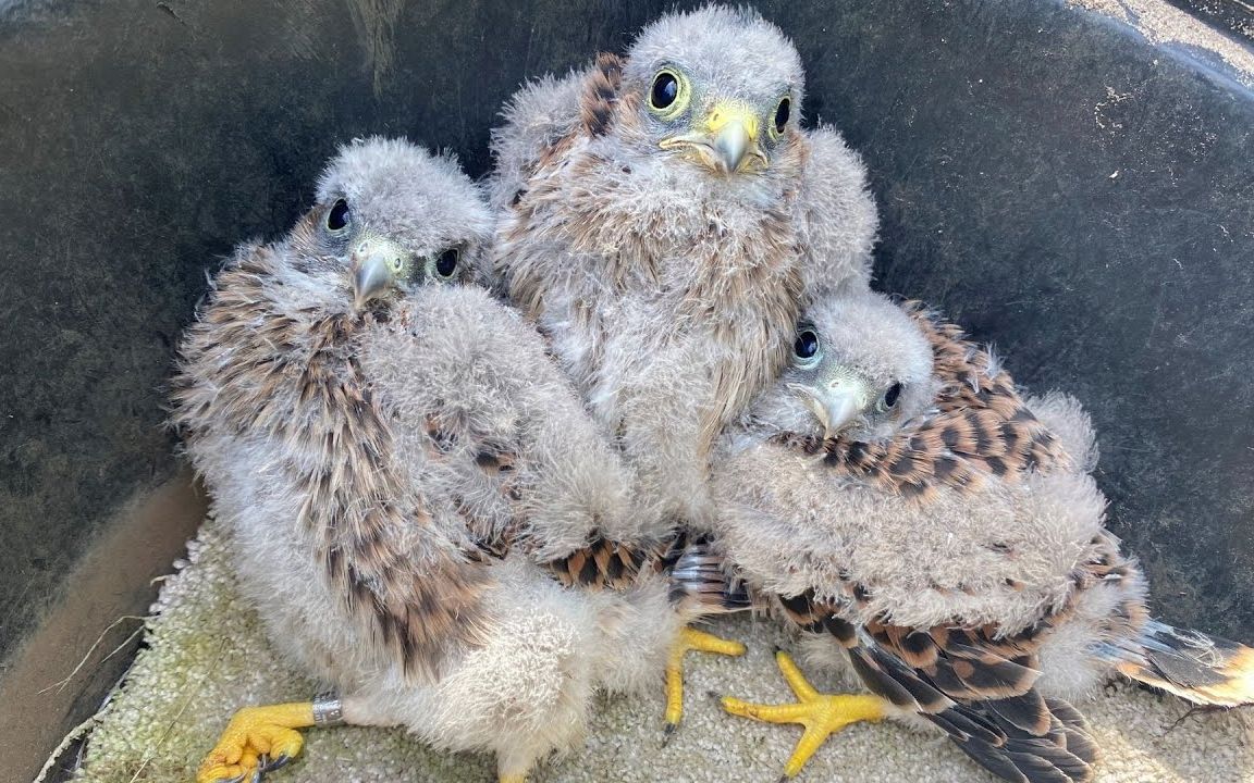 为红隼宝宝佩戴身份环,第一次离巢吓懵了【robert e fuller】