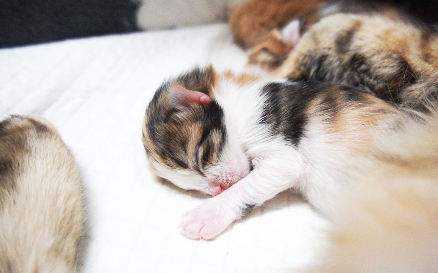 【趣味猫咪】出生一周后的猫宝宝们长什么样子?