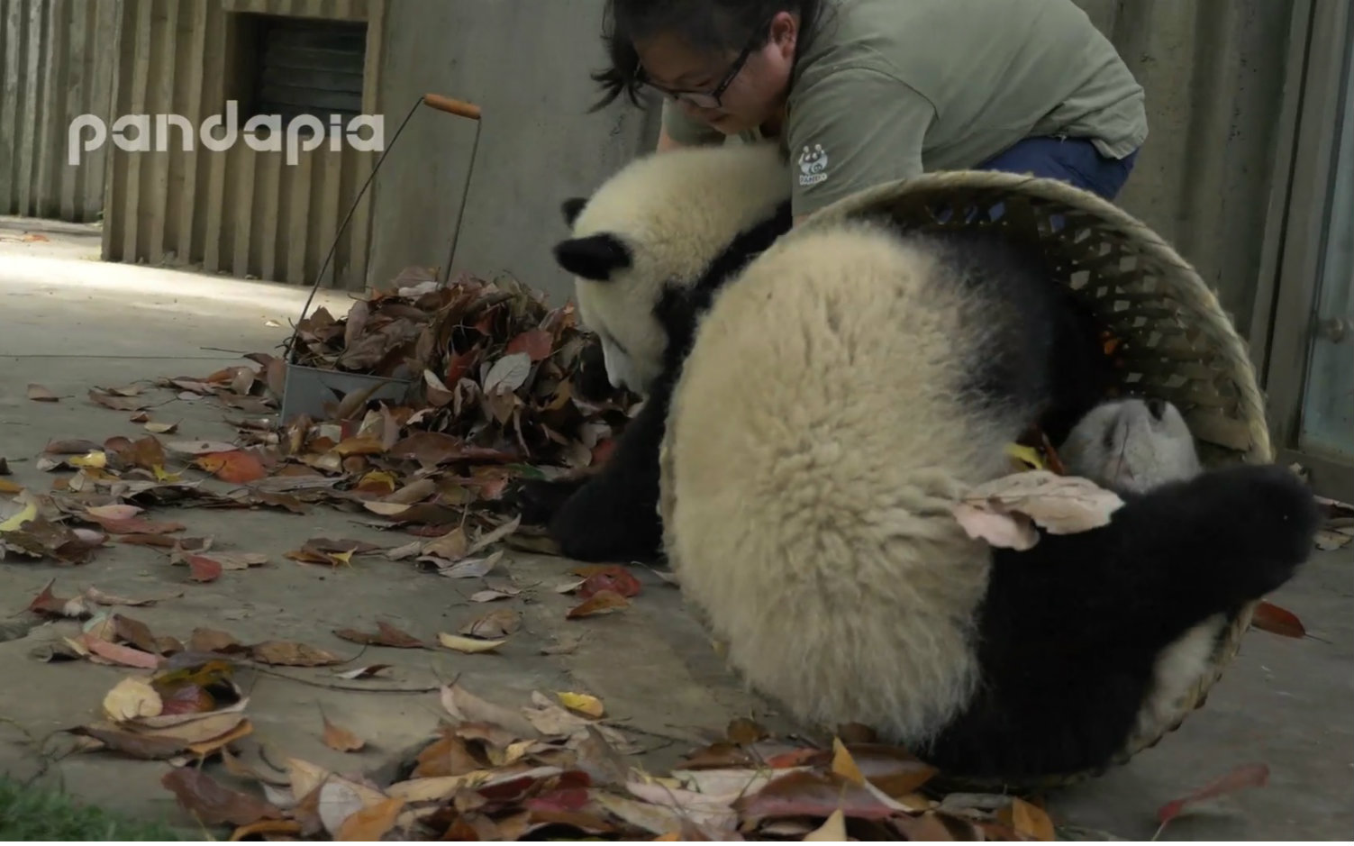 [图]【滚滚日常】五一劳动节特别奉献——劳动最光荣！