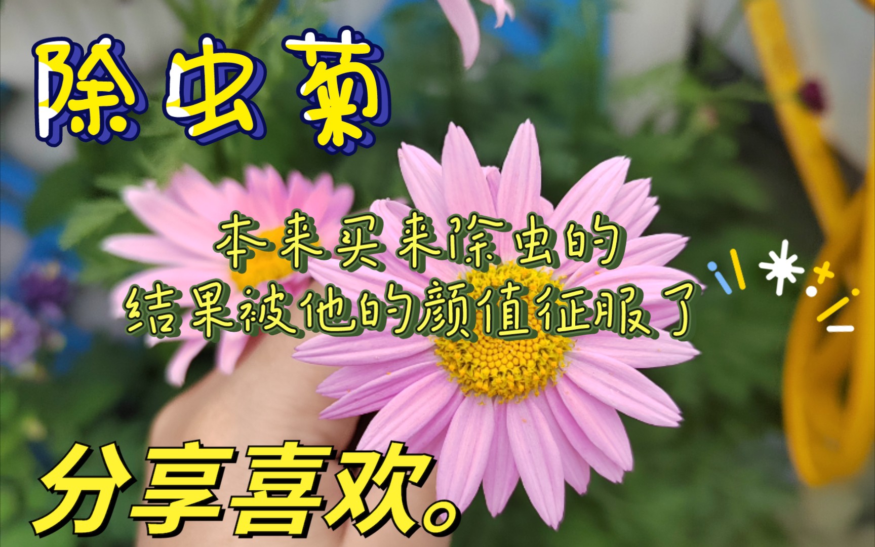 【除虫菊】本来买来除虫的,结果被他的颜值征服了哔哩哔哩bilibili