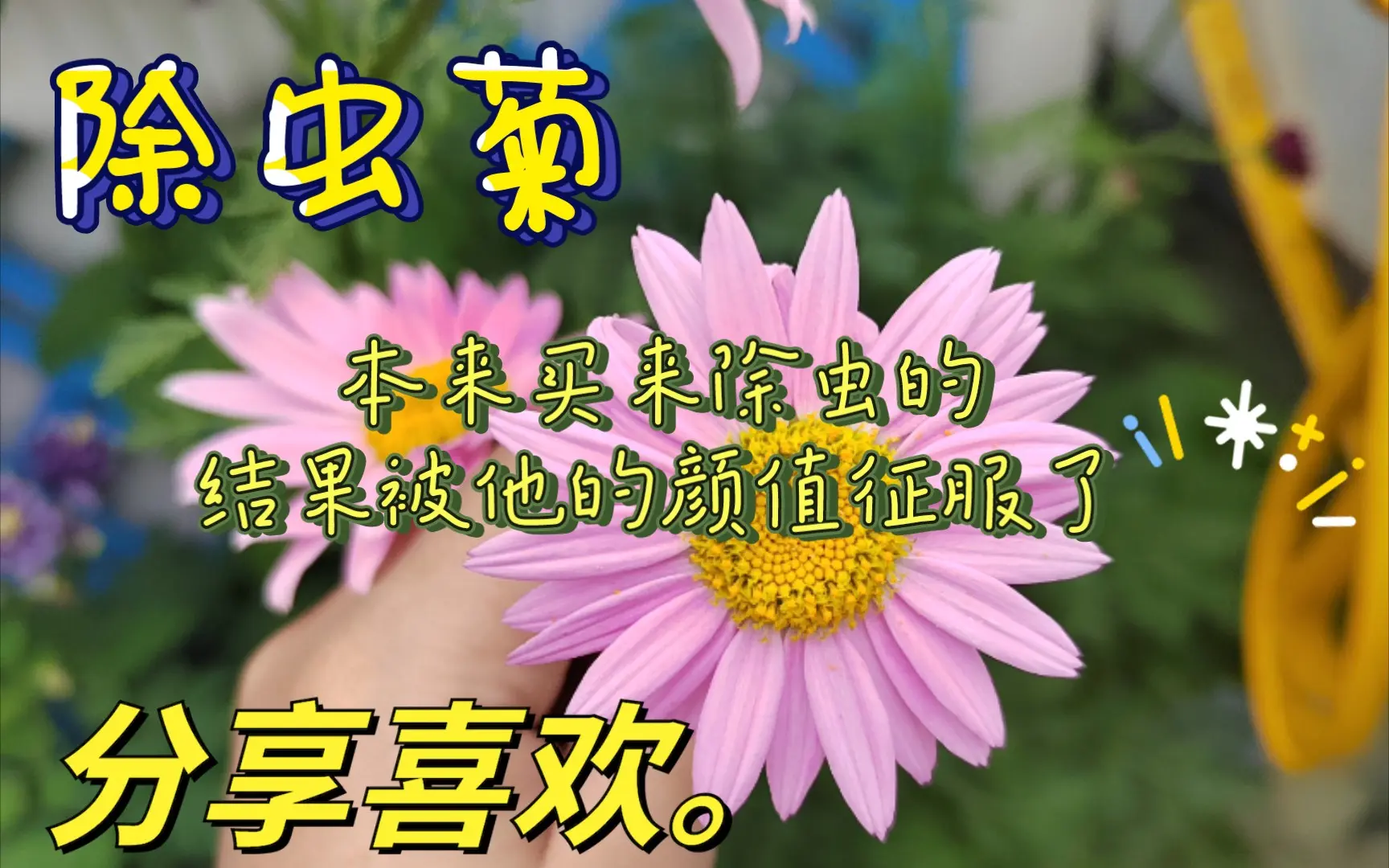 除虫菊 本来买来除虫的 结果被他的颜值征服了 哔哩哔哩 Bilibili
