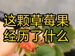 Video herunterladen: 这颗草莓果经历了什么