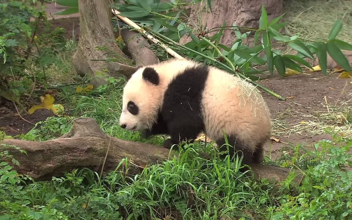 [图]【panda】小熊猫在公众亮相期间吃零食并拥抱妈妈