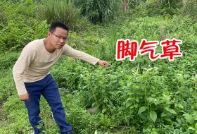 Download Video: 农村泛滥植物“脚气草”，用它泡脚可厉害了，很多人不知道