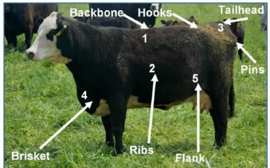 2022WGSpecific measures for saving cost and increasing efficiency of ruminants哔哩哔哩bilibili