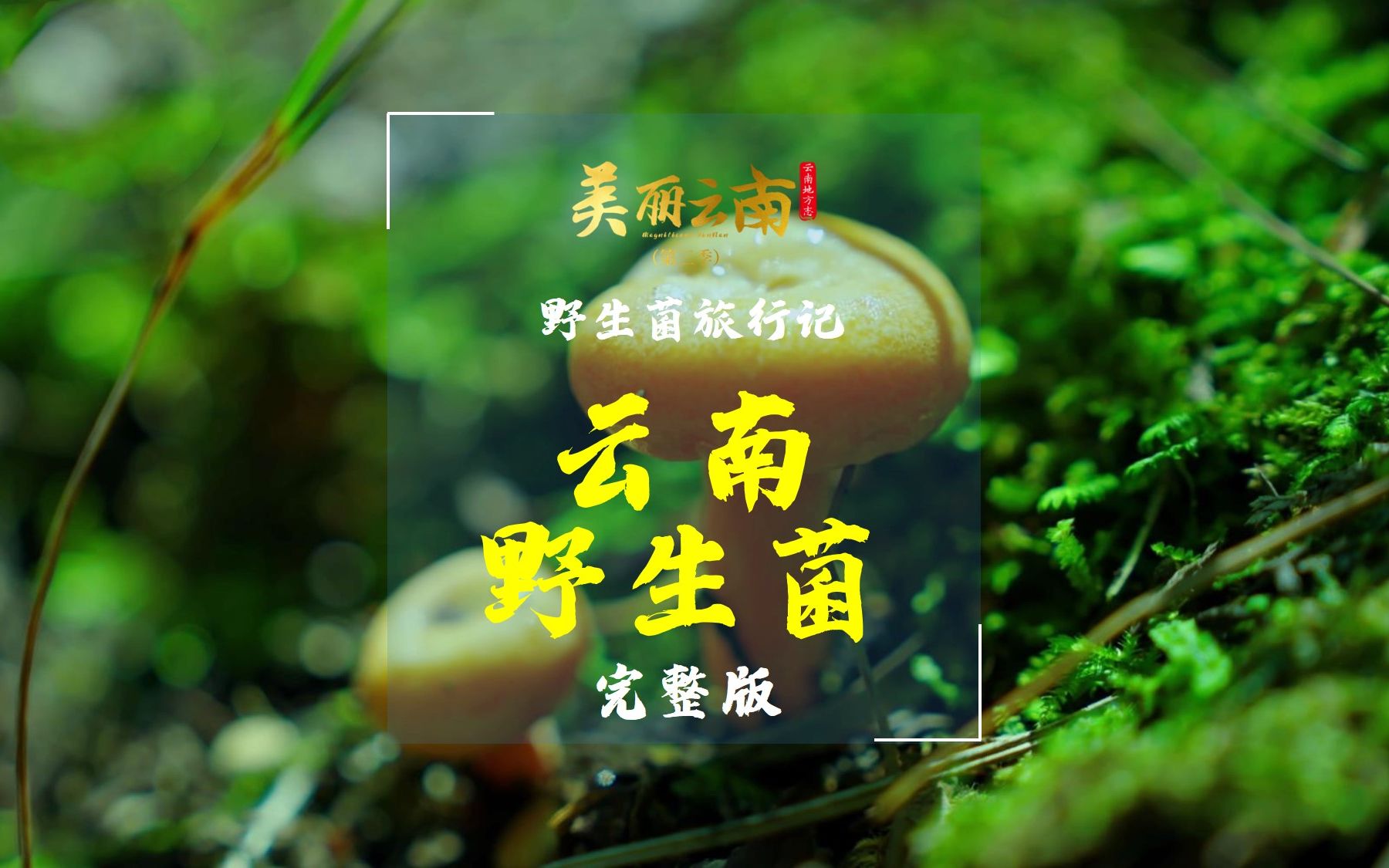 野生菌旅行记——云南美物:云南野生菌(完整版) |《美丽云南》(第三季)哔哩哔哩bilibili