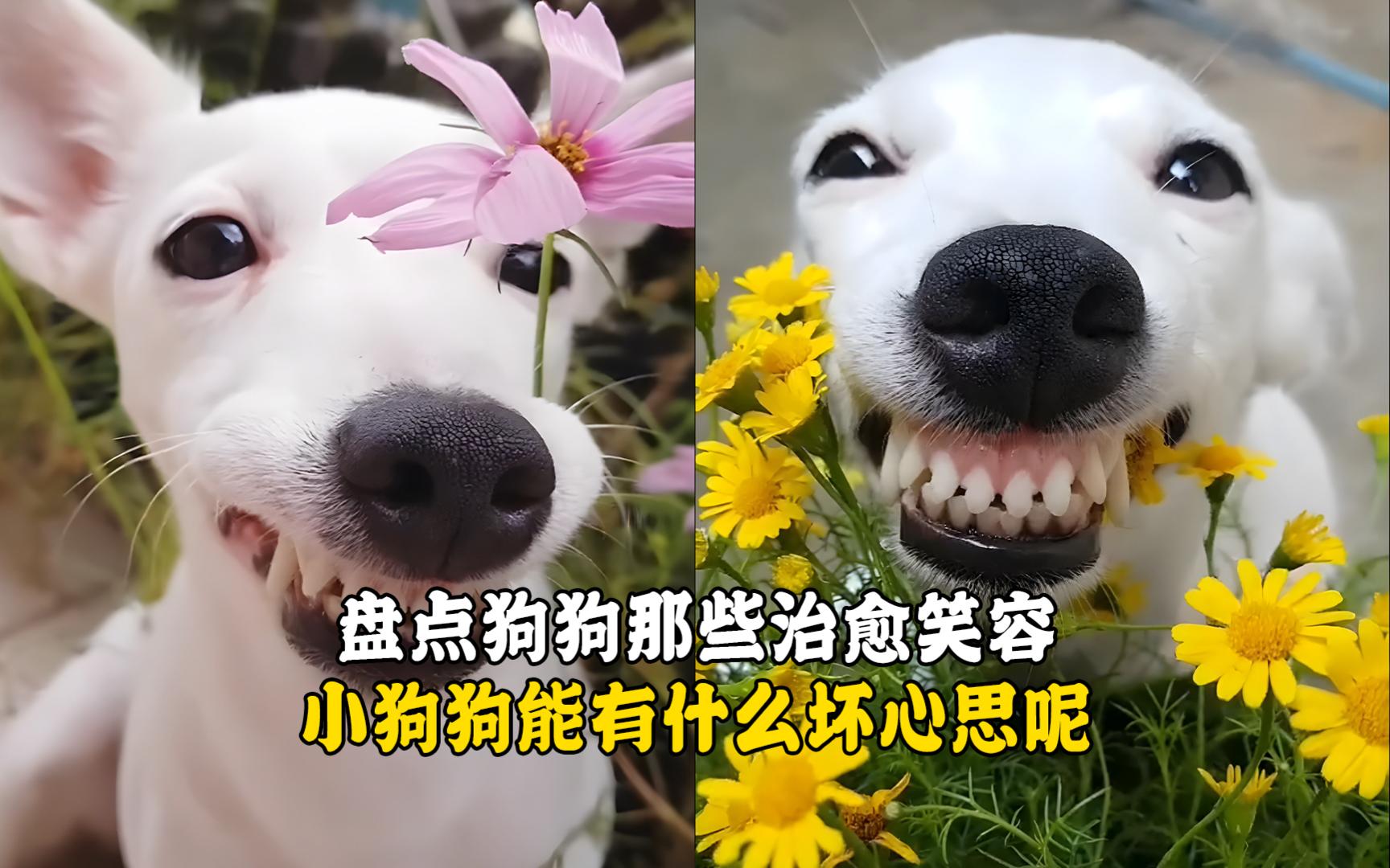 宠物解说:盘点狗狗那些治愈笑容小狗狗能有什么坏心思呢