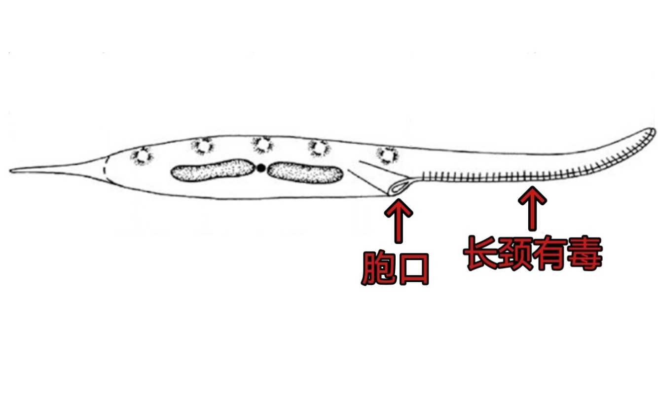 长颈虫长颈有毒刺左右扫动觅食胞口在长颈根部(~200600X光学放大)哔哩哔哩bilibili