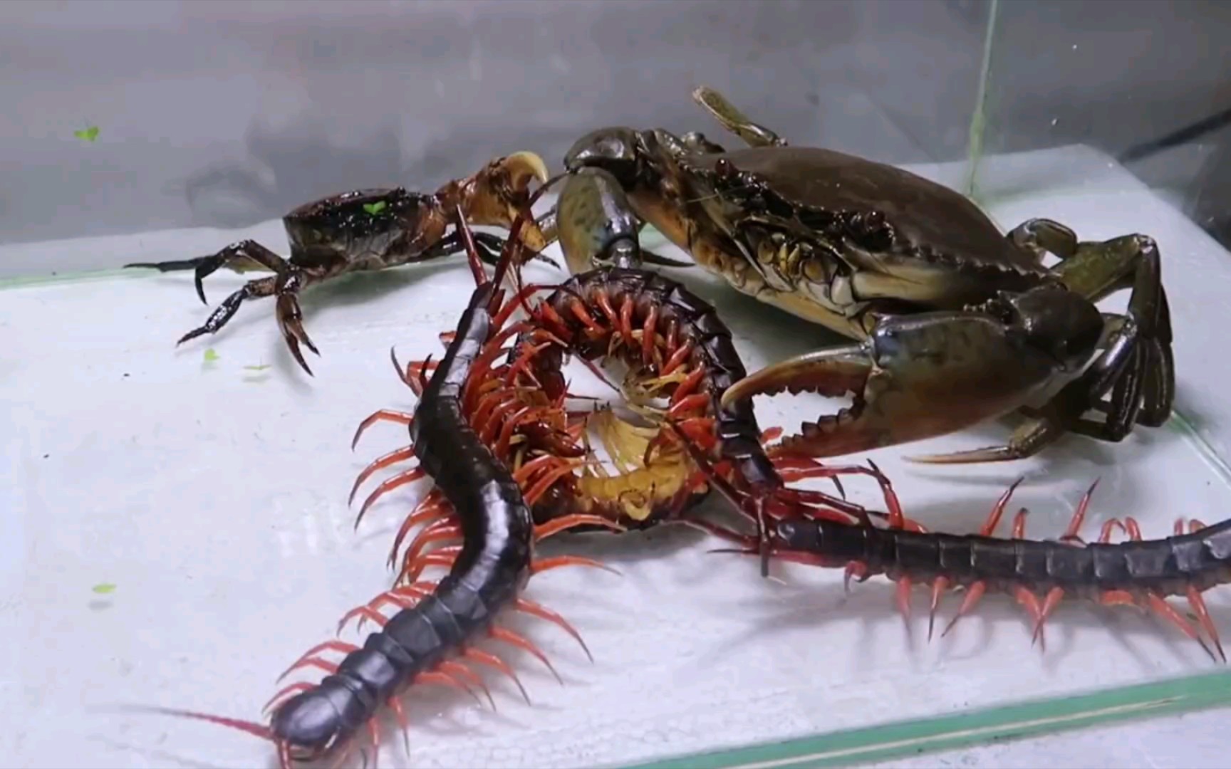 非洲蜈蚣 vs 大闸蟹