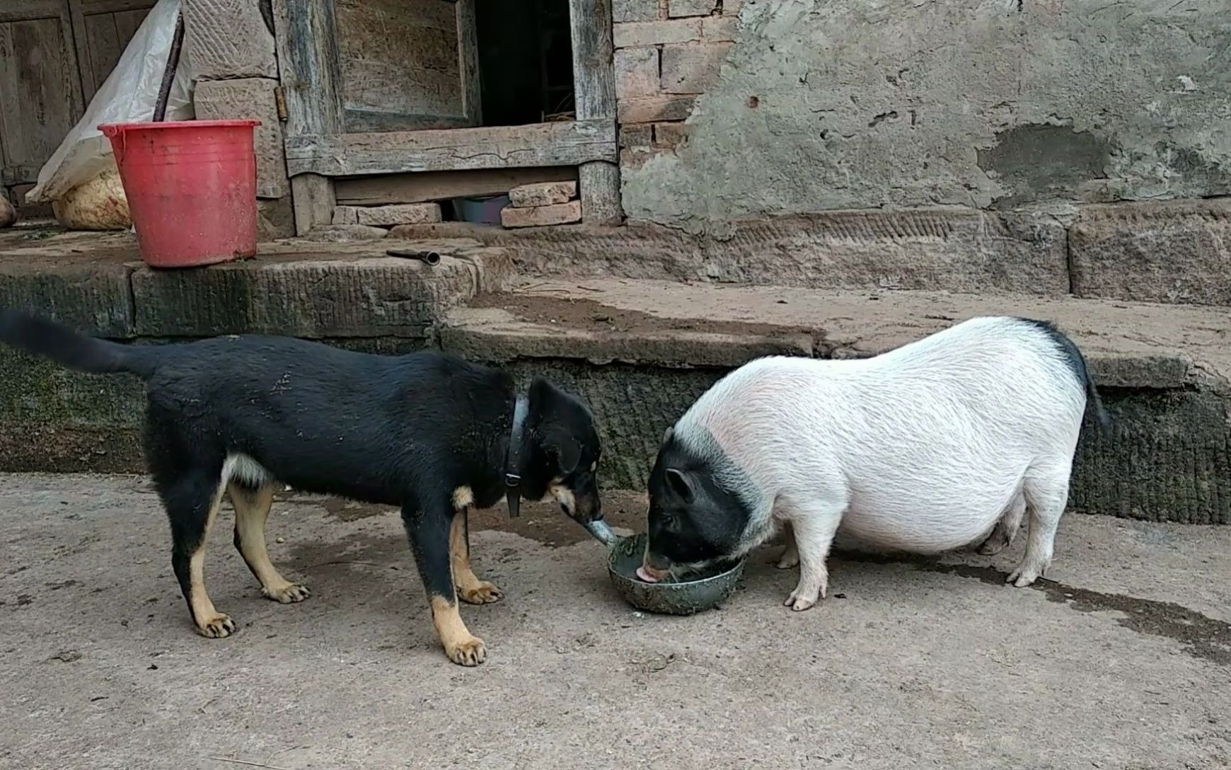 一头猪的习惯:每天去邻居家吃红薯