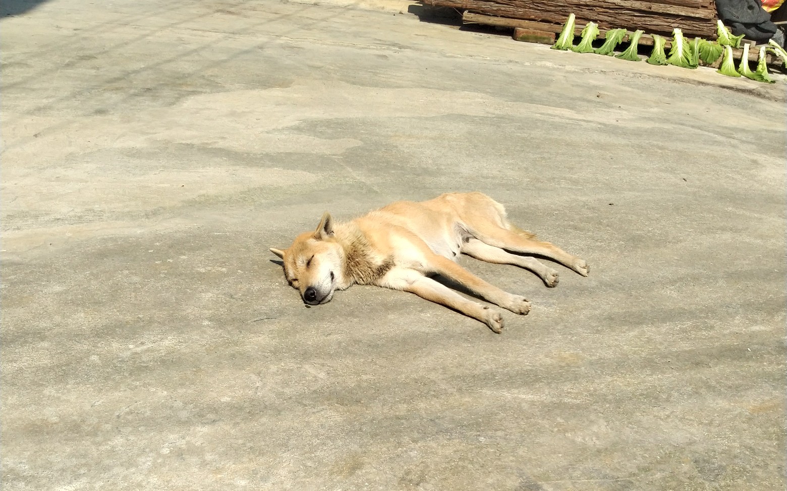 [田园犬 又热又喜欢晒太阳