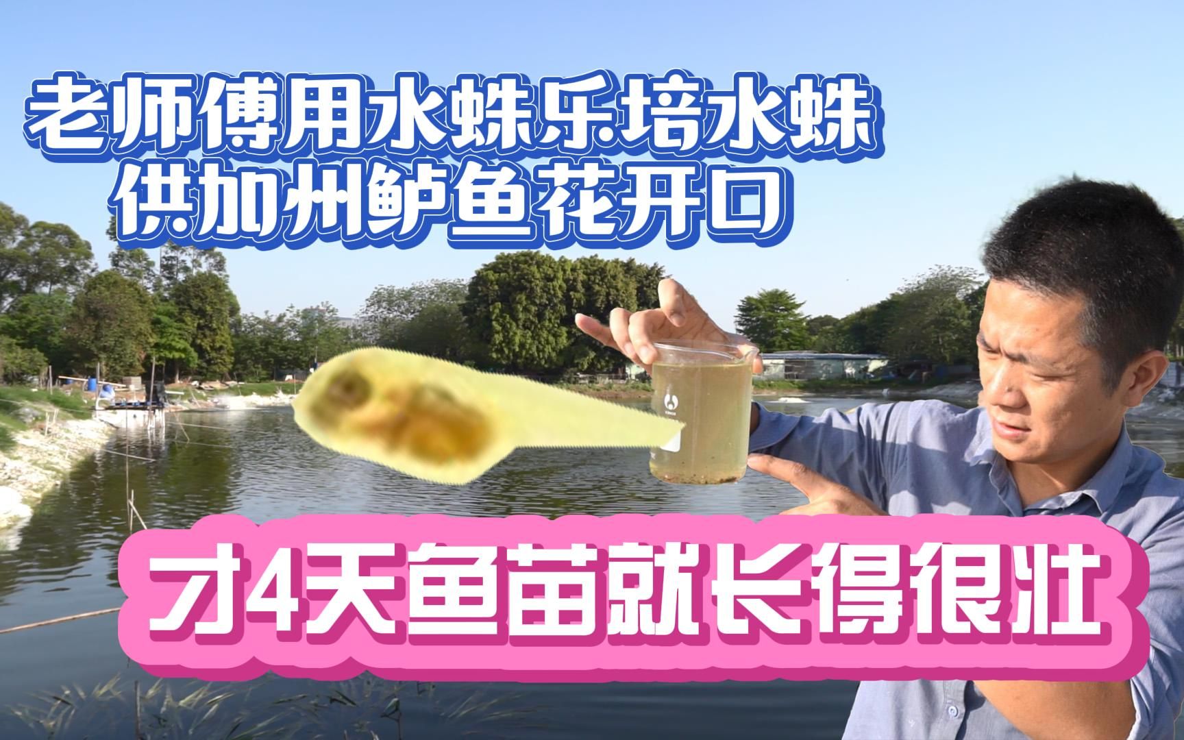 老师傅用水蛛乐培水蛛供加州鲈鱼花开口才4天鱼苗就长得很壮
