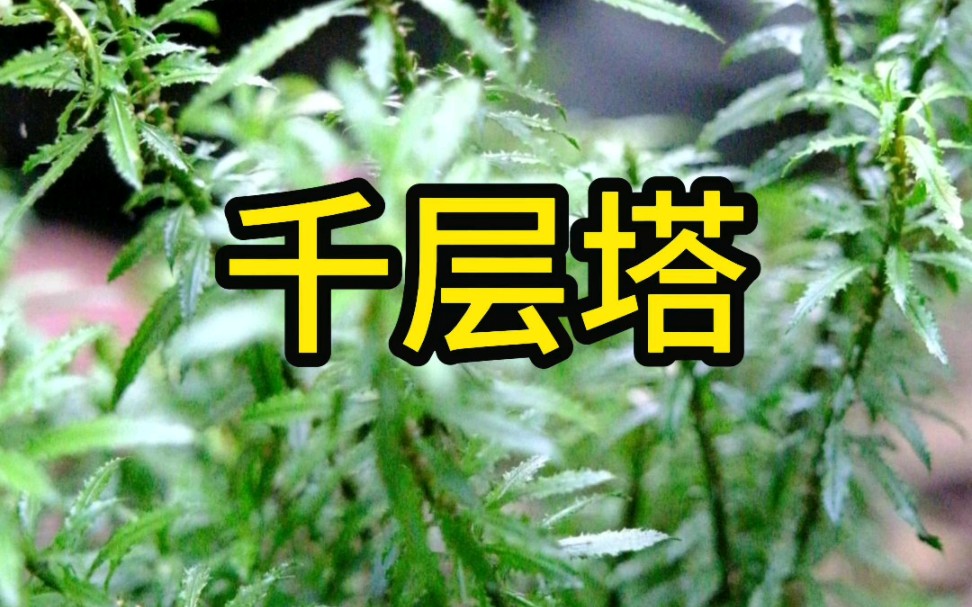 采药分享:今天分享一株“千层塔”给大家认识.哔哩哔哩bilibili