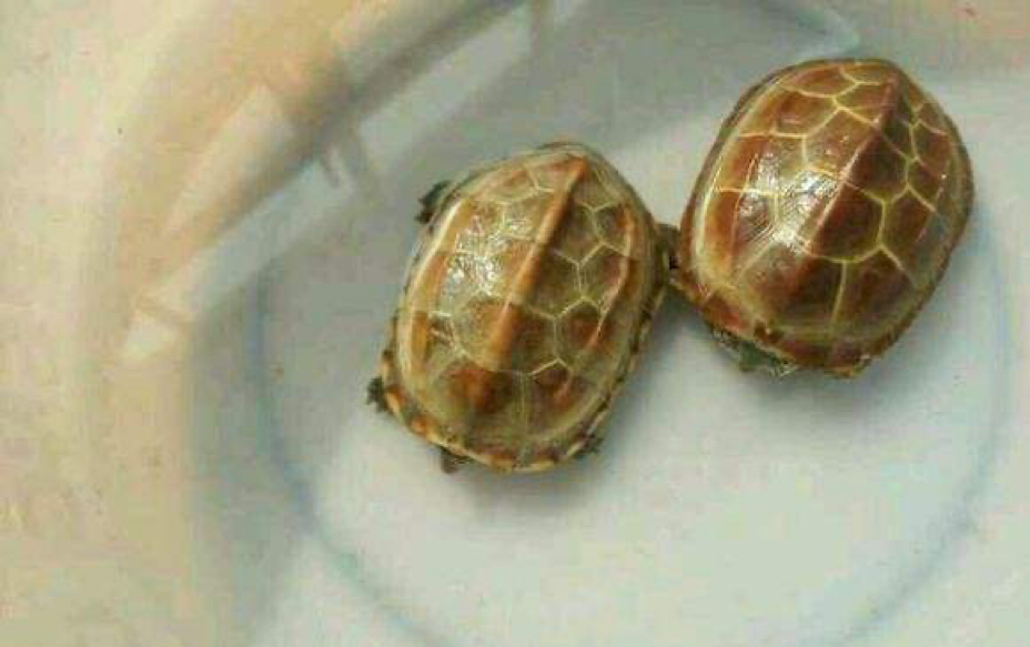 【草龟开箱】一只网上购入的一只田黄母草龟,和一只花杂草苗子,开箱