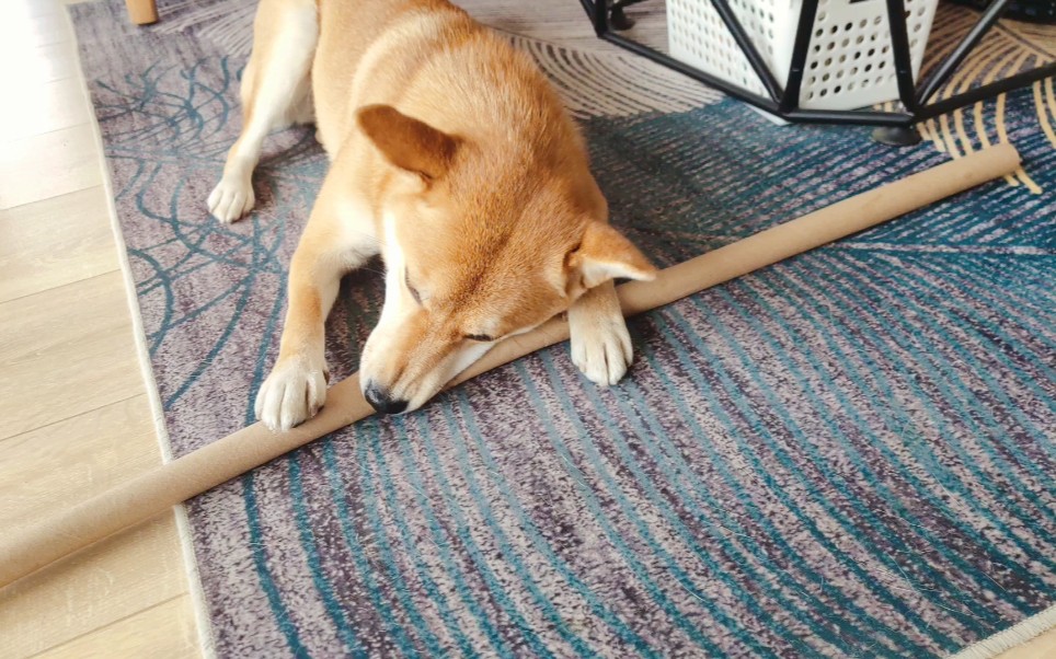 【柴犬】小火柴如何带这么长棍子进门的,3秒找到方法,还真意想不到!