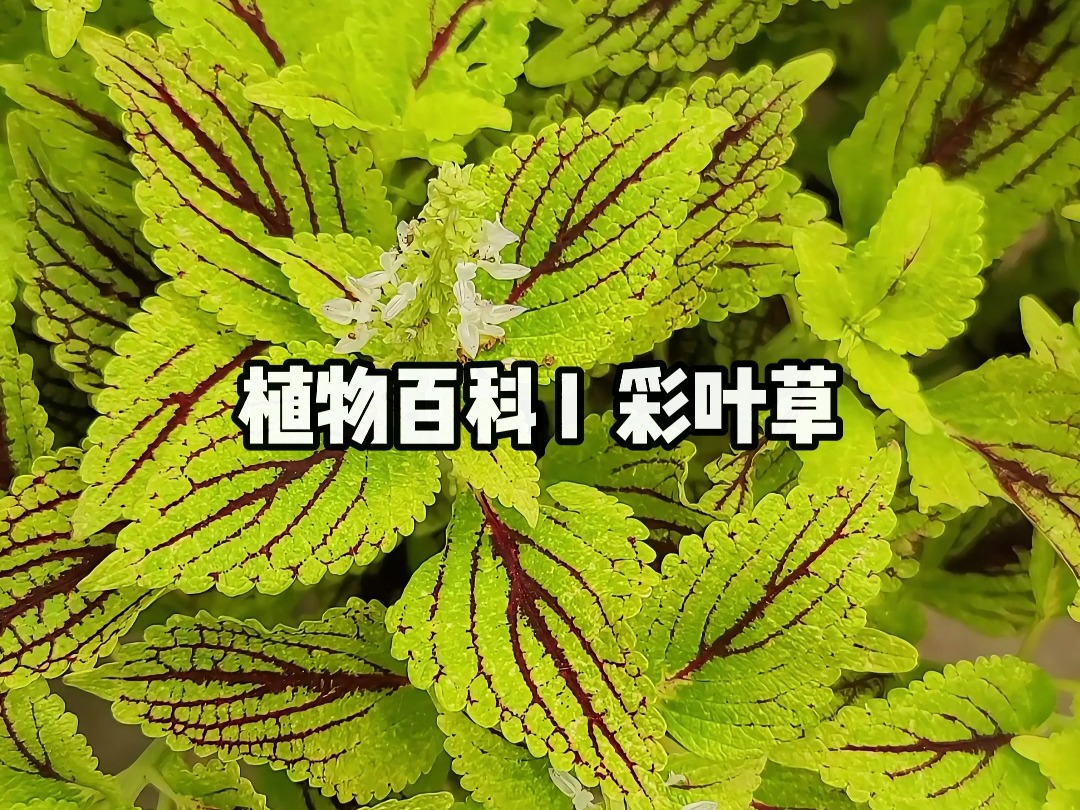 植物百科 I 彩叶草哔哩哔哩bilibili