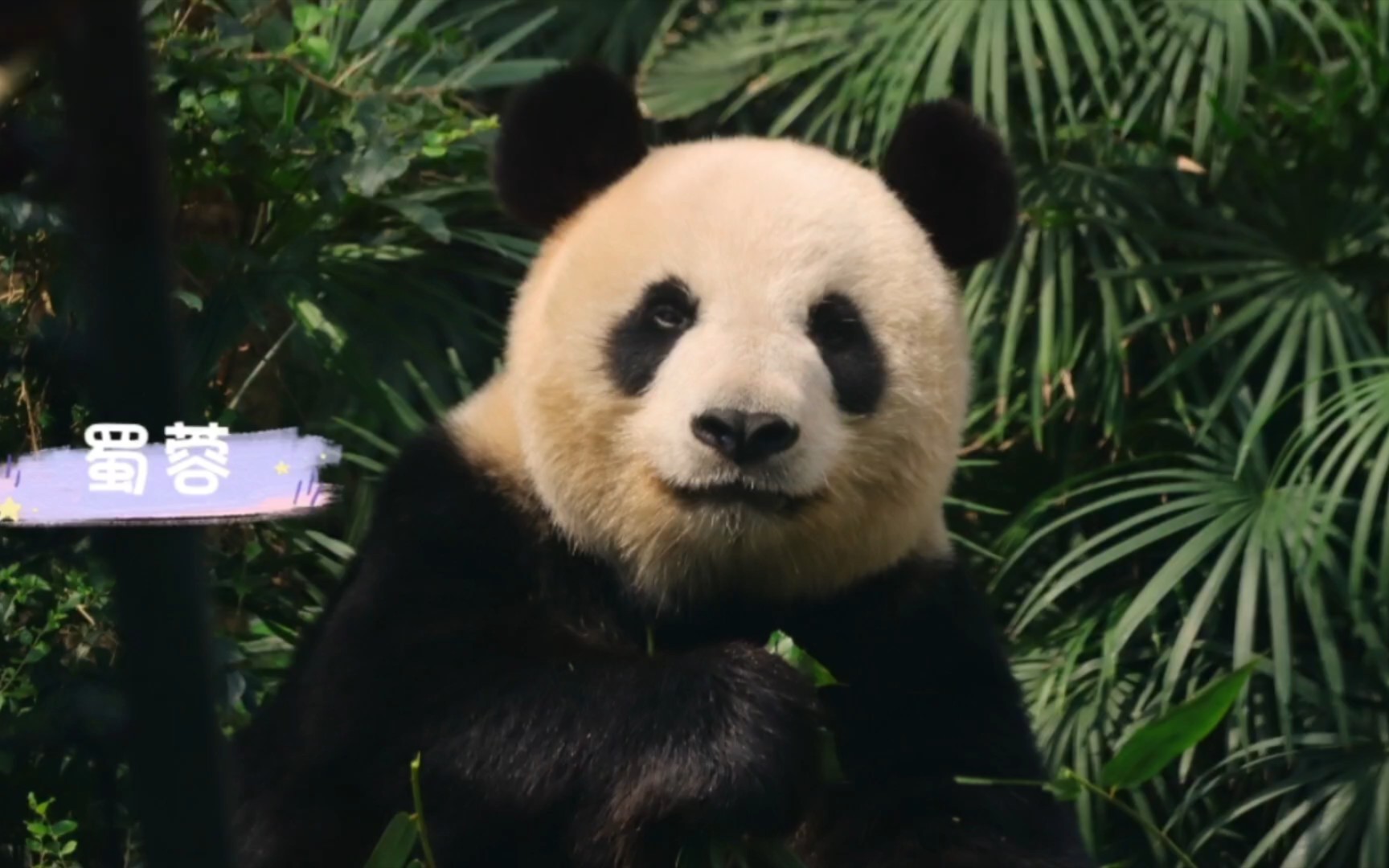 【蜀蓉/心心】很典型的蜀庆 琳琳外貌配方,特别好看