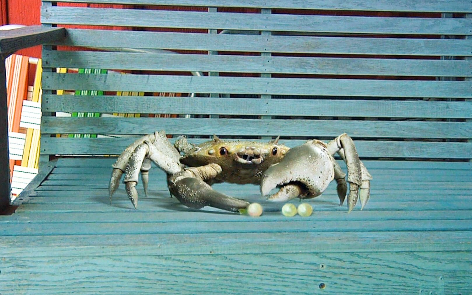 《螃蟹怪物来袭》-bili_22785600860-默认收藏夹-哔哩哔哩视频