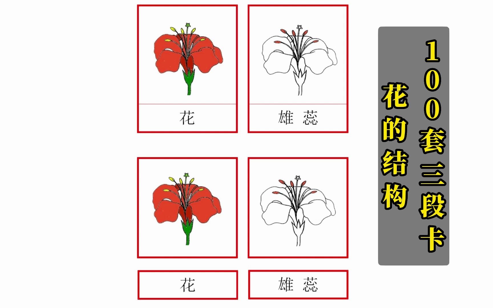 蒙氏三段卡花的结构蒙氏教具蒙特梭利早教可打印素材