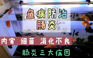 Download Video: 养鱼笔记1季54集：观赏鱼肠炎怎么办？