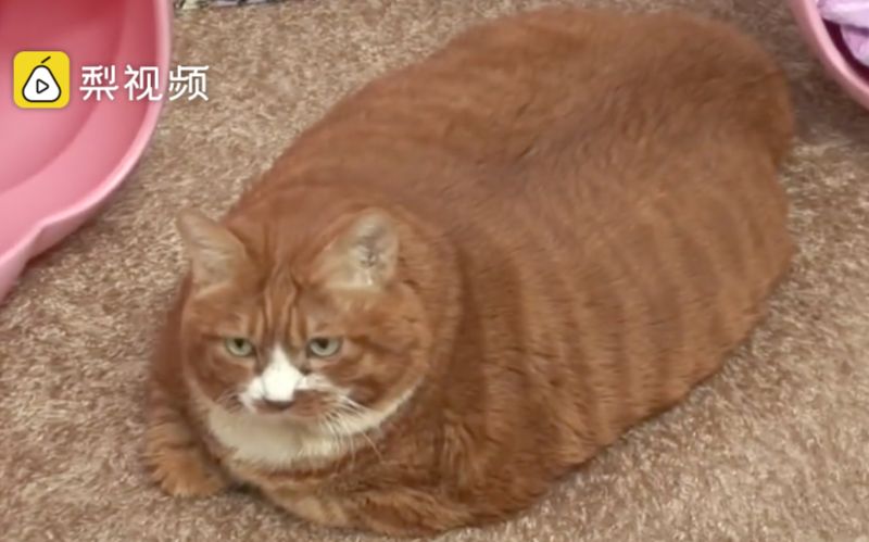 橘猫胖成饼,主人千方百计让它减肥