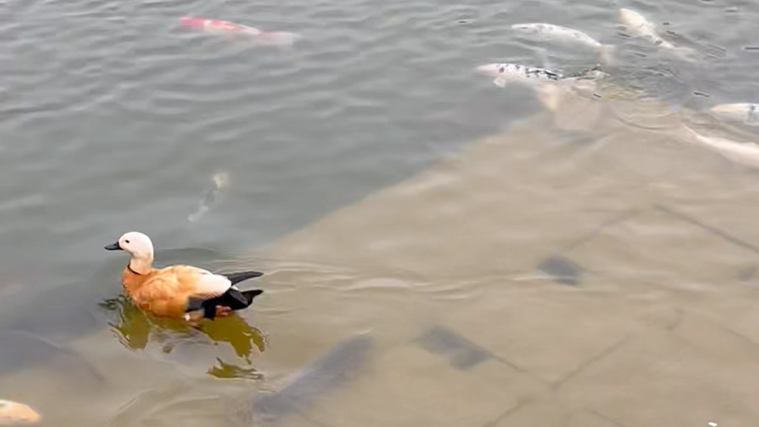 小鸭子游啊游啊游上岸了