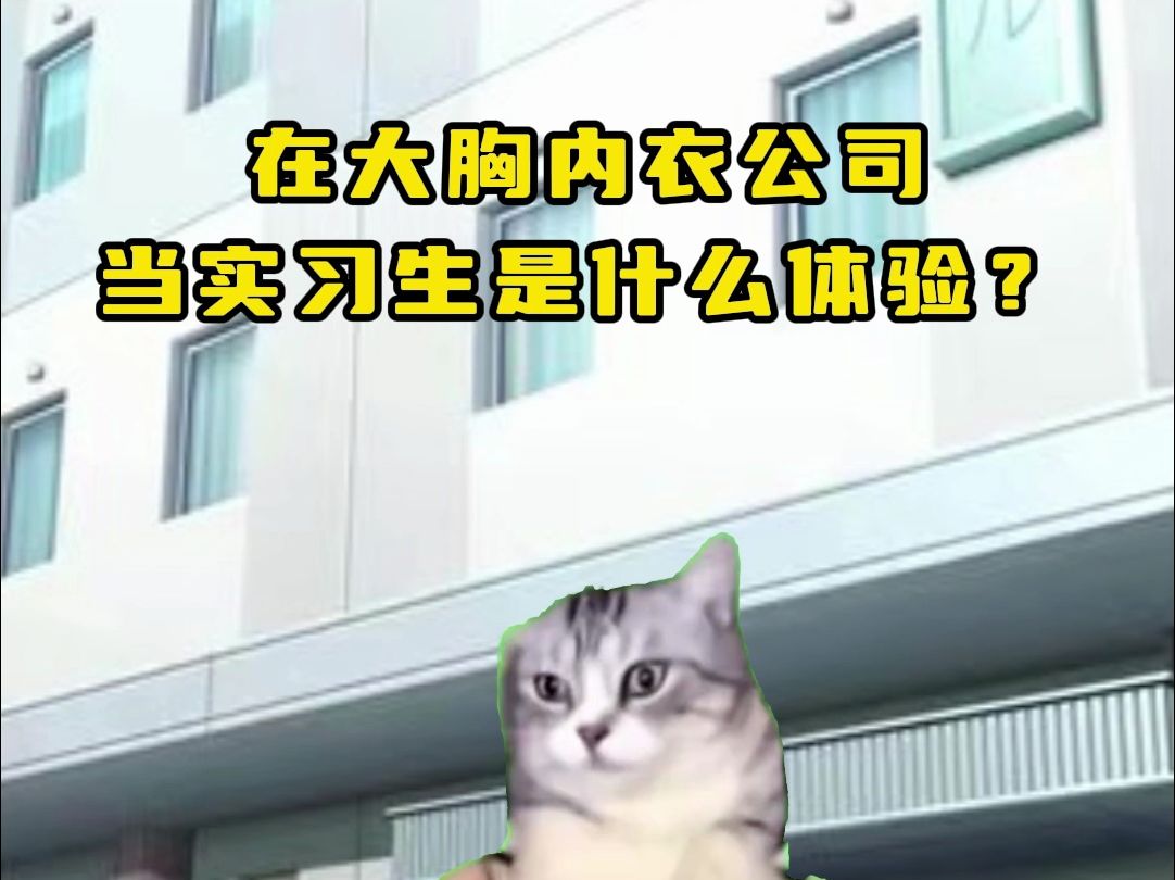 【猫meme】在大胸内衣公司当实习生是什么体验?哔哩哔哩bilibili