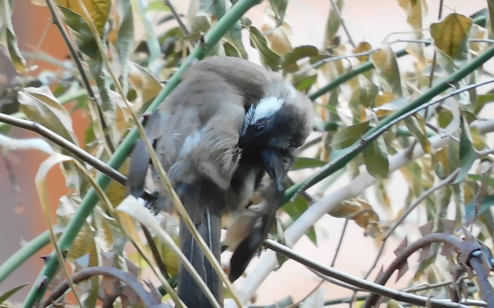红耳鹎幼鸟梳理羽毛!