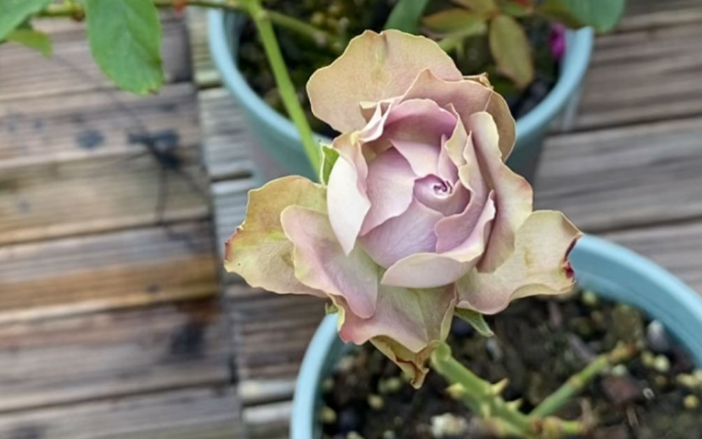 月季开成旧报纸的颜色——法尔索_哔哩哔哩_bilibili